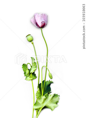Light pink poppy Light pink poppy 103918663