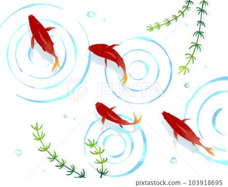 Dark red goldfish swimming in water Japanese background material 103918695
