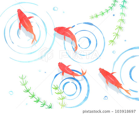 Red goldfish swimming in water Japanese background material 103918697