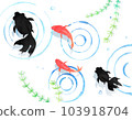 兩種在水中游動的金魚日本背景素材 103918704