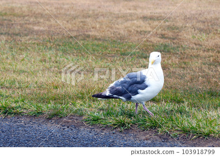 A beautiful sea gull walks on the grass. A beautiful sea gull walks on the grass. 103918799