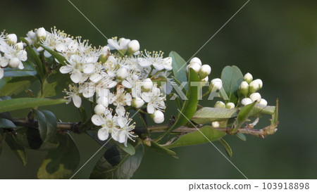 flower flower 103918898