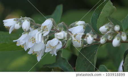 Ugi flowers Ugi flowers 103918899