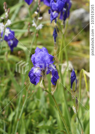 Illyrian iris 103919165
