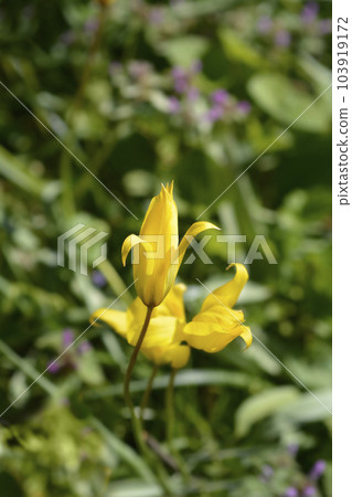 Wild Tulip Wild Tulip 103919172