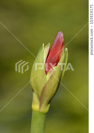 Amaryllis 103919175