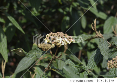 Wrinkled viburnum Wrinkled viburnum 103919176