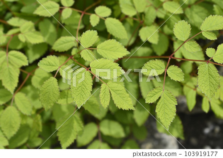 Chinese astilbe Chinese astilbe 103919177