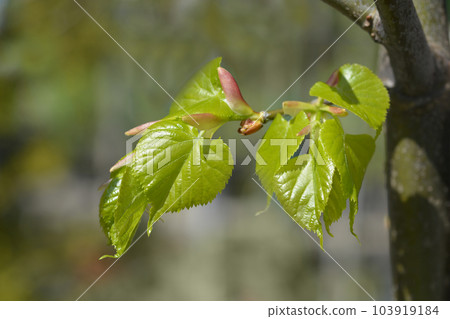 Small-leaved lime 103919184