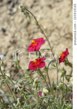 Rockrose Red Orient 103919185
