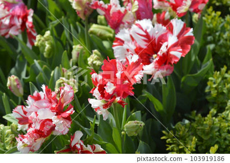 Parrot Tulip Estella Rijnveld 103919186