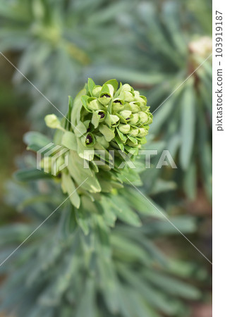 Spurge Black Pearl 103919187