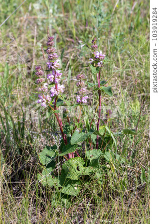 Sage-leaf mullein in the meadow in summer, Phlomoides tuberosa, vertical photo, selective focus. Sage-leaf mullein in the meadow in summer, Phlomoides tuberosa, vertical photo, selective focus. 103919284