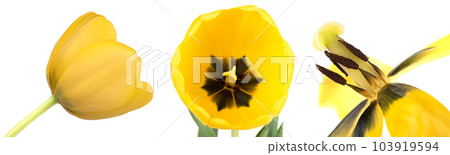 Blooming and faded yellow tulip buds on a white background. 103919594