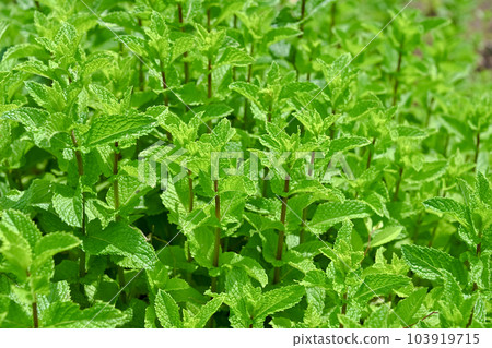 Spearmint Spearmint 103919715