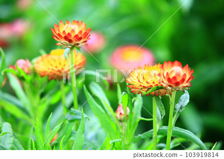 Releasing wax chrysanthemum, maroon chrysanthemum, seven-colored chrysanthemum, feral chrysanthemum, iron chrysanthemum, brittle chrysanthemum, glass chrysanthemum, dried chrysanthemum, maroon chrysanthemum 103919814
