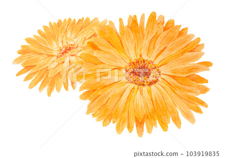 Boquet of orange calendula officinalis watercolor hand drawn illustrations. Botanical elements for labels, eco goods, textiles, natural herbal medicine, healthy tea, cosmetics and homeopatic remedies. Boquet of orange calendula officinalis watercolor hand drawn illustrations. Botanical elements for labels, eco goods, textiles, natural herbal medicine, healthy tea, cosmetics and homeopatic remedies. 103919835