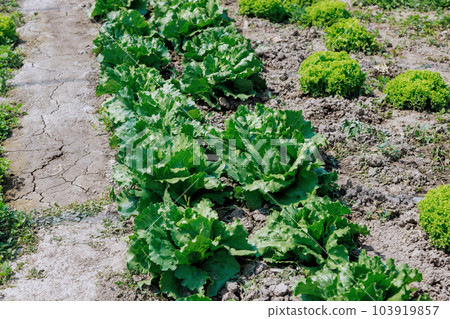 Home gardening of lettuce promotes healthier lifestyle by encouraging individuals to consume more fresh organic vegetables. 103919857