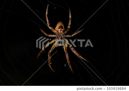 Back of yellow spider sit on net Back of yellow spider sit on net 103919884