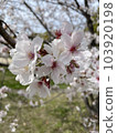 Cherry Blossom Spring Scenery Cherry Blossom Spring Scenery 103920198