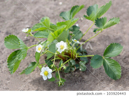 strawberry bush strawberry bush 103920443