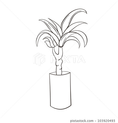 Dracena doodle illustration. Vector illustration. Linear vector dracena icon. Isolated outline picture of the houseplant on white background. Dracena doodle illustration. Vector illustration. Linear vector dracena icon. Isolated outline picture of the houseplant on white background. 103920493