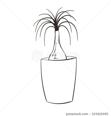 Beaucarnea recurvata line art icon. Beautiful house plant in pot. Houseplant care concept. Nolina palm tree silhouette. Isolated vector illustration. 103920495
