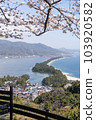 Amanohashidate under Sakura 103920582