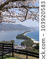 Amanohashidate under Sakura 103920583