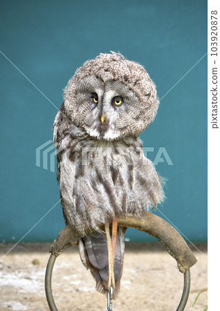 An owl perched on a perch waiting for game An owl perched on a perch waiting for game 103920878