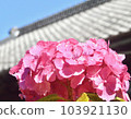 在雨季盛開的深粉色繡球花 103921130