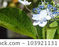 開花在雨季的唯一白色八仙花屬 103921131