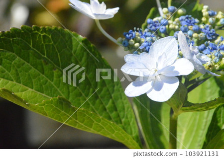 開花在雨季的唯一白色八仙花屬 開花在雨季的唯一白色八仙花屬 103921131