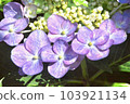 開花在雨季的美麗的紫色八仙花屬 103921134