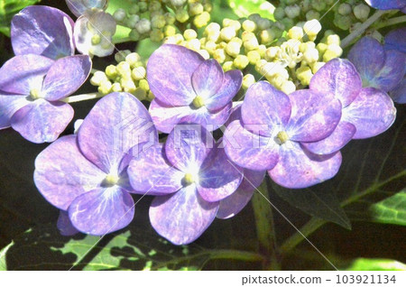 開花在雨季的美麗的紫色八仙花屬 103921134