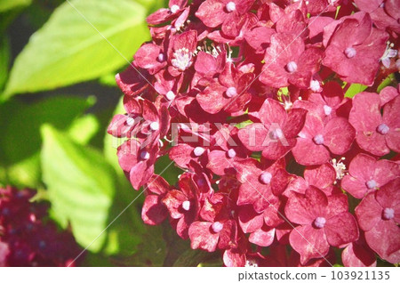 開花在雨季的美麗的紅色八仙花屬 103921135