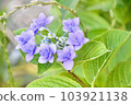 雨季盛開的紫色繡球花 103921138