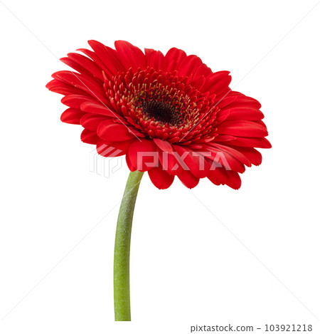 Red gerbera flower isolated on a white background. Stock photo Red gerbera flower isolated on a white background. Stock photo 103921218