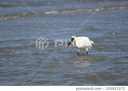 East Bank, Netherlands. June 01 2023. Spoonbills looking for food. East Bank, Netherlands. June 01 2023. Spoonbills looking for food. 103921372