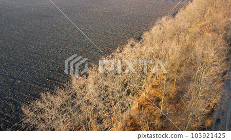 Plowed field and trees without leaves lit by sunlight on sunny autumn spring day. Tilled land field. Dug up earth. Chernozem black earth field. Flying over plowed agricultural field. Aerial drone view 103921425