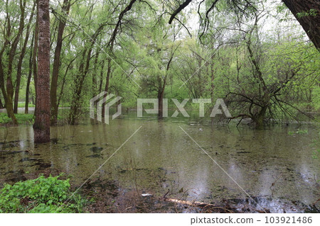 river, bench, forest 103921486