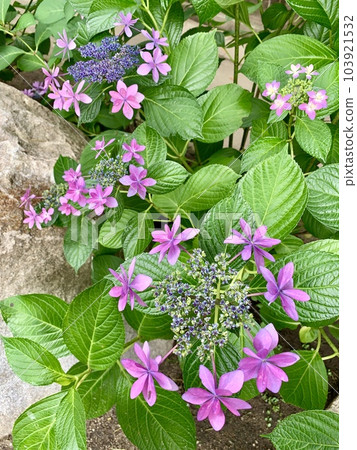 繡球花盛開的<須鄉神社/愛知縣岡崎市> 103921532