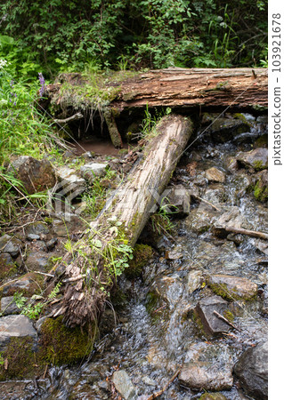 dry old logs in a forest river on a summer day dry old logs in a forest river on a summer day 103921678