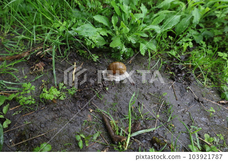 Snail in the forest, rainy green woods 103921787