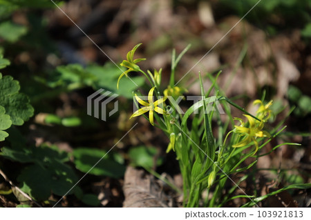 yellow star-of-Bethlehem flowers, Gagea lutea in the sunny forest yellow star-of-Bethlehem flowers, Gagea lutea in the sunny forest 103921813