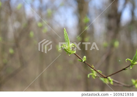 The appearance of the first leaves in the spring forest, fresh leaf The appearance of the first leaves in the spring forest, fresh leaf 103921938
