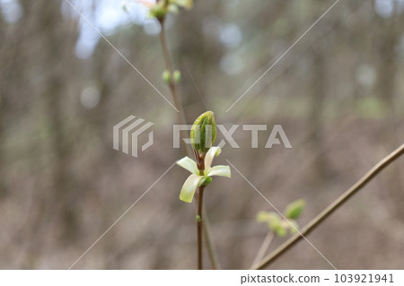 The appearance of the first leaves in the spring forest, fresh leaf The appearance of the first leaves in the spring forest, fresh leaf 103921941