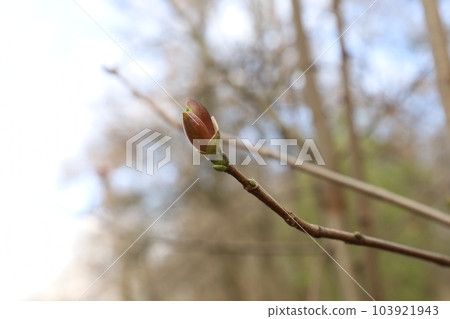 The appearance of the first leaves in the spring forest, fresh leaf 103921943