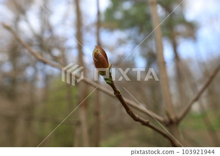 The appearance of the first leaves in the spring forest, fresh leaf 103921944