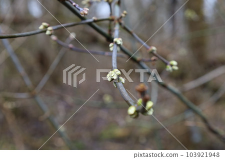 The appearance of the first leaves in the spring forest, fresh leaf 103921948